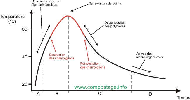 Graphe de la température dans le compost au cours du temps